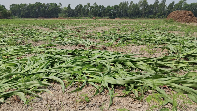 সংগৃহীত ফটো