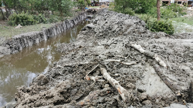 গাছ কেটে মাটি চাপা