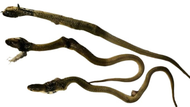 বিষাক্ত সাপের উপদ্রবের ফলে আতঙ্কে ইবি'র শিক্ষার্থীরা