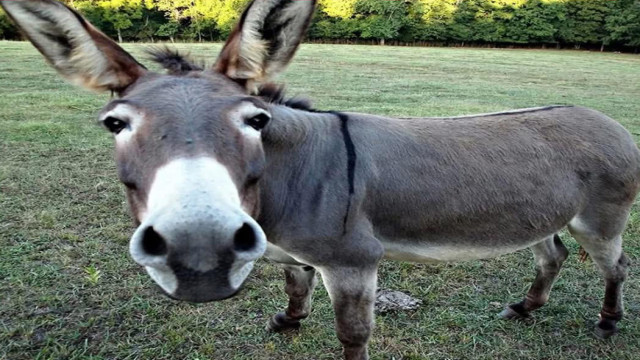 ফাইল ফটো